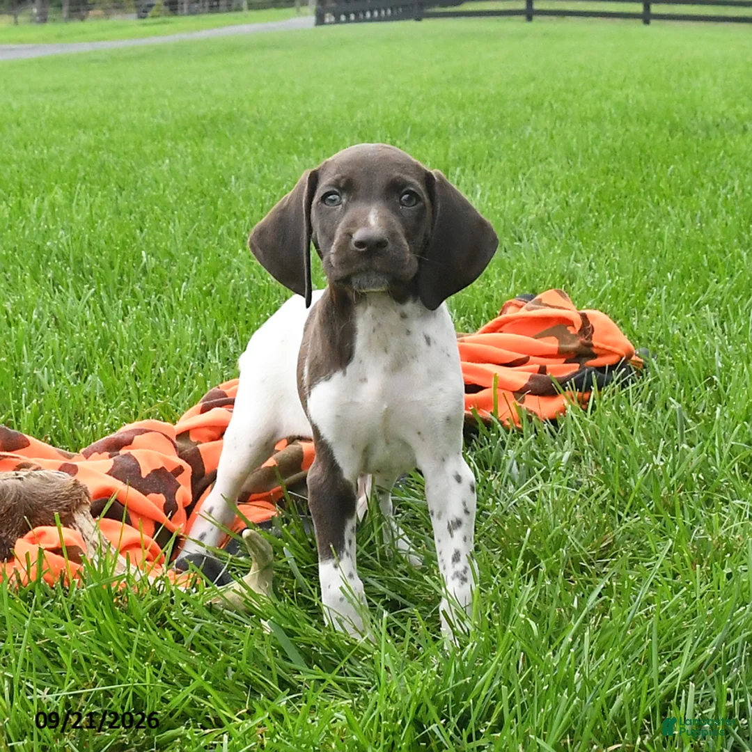 German Shorthaired Pointer dogs for sale: Secret - Ad 1