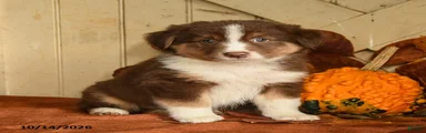 Rosie