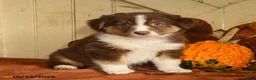 Australian Shepherd dogs for sale: Rosie - Ad 1