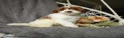 Goldendoodle dogs for sale: Gertie - Ad 5