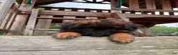 German Shepherd dogs for sale: Gracie - Ad 12