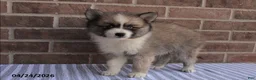 Pomsky dogs for sale: Parker - Ad 4
