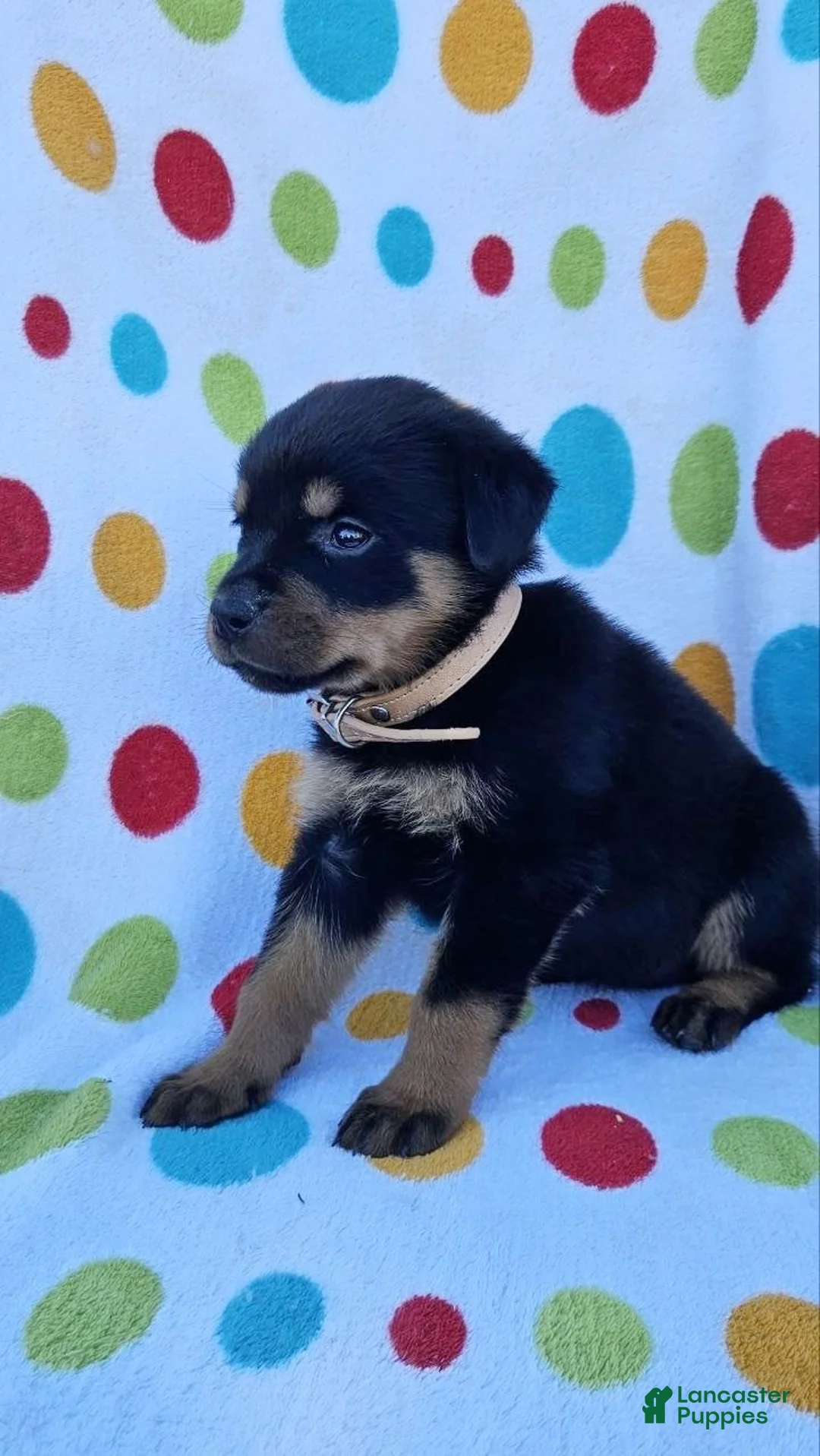 Rottweiler dogs for sale: Kisha - Ad 2