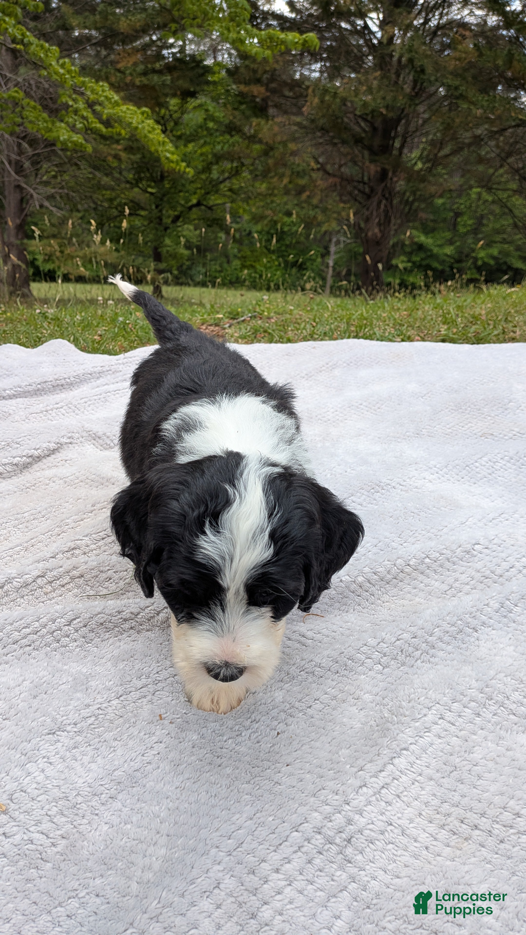 Mixed Breed dogs Canyon - Ad 2