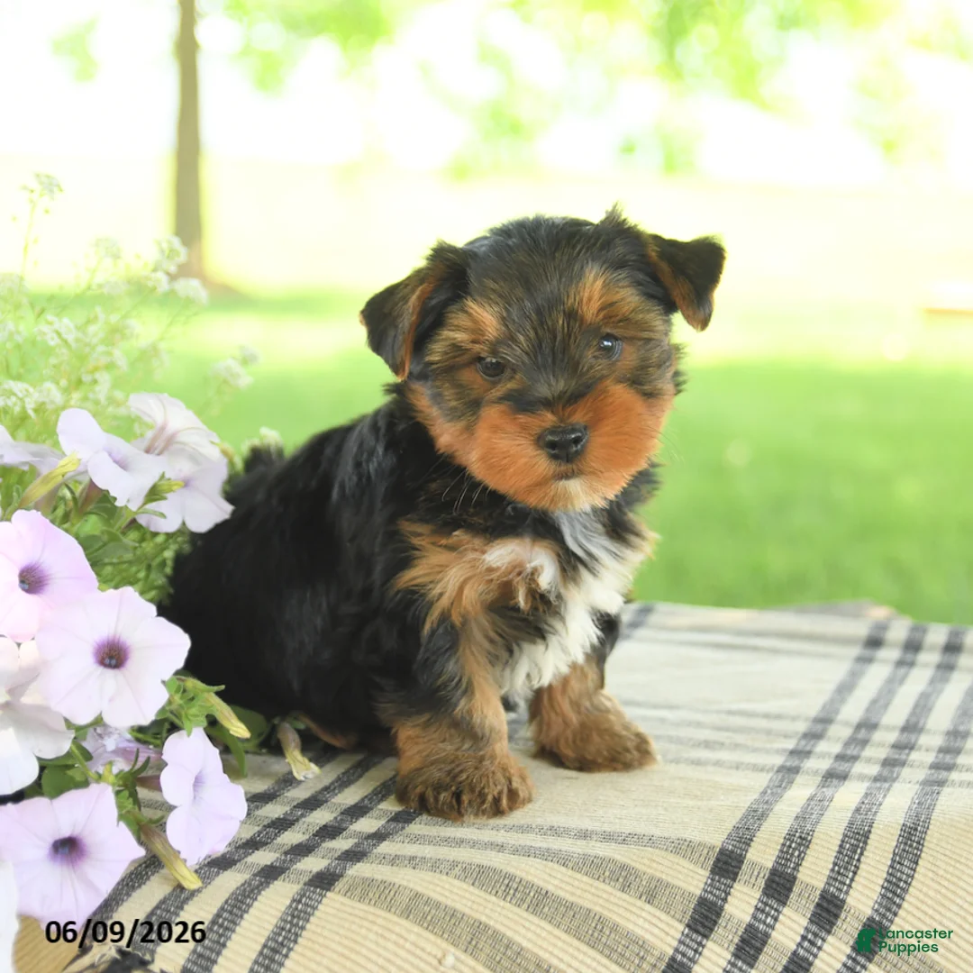Yorkshire Terrier dogs for sale: Hammie - Ad 2