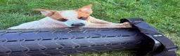 Australian Cattle Dog dogs for sale: Finnigan/Fin - Ad 4