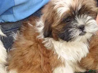 Shih Tzu dogs Stanley - Ad 20