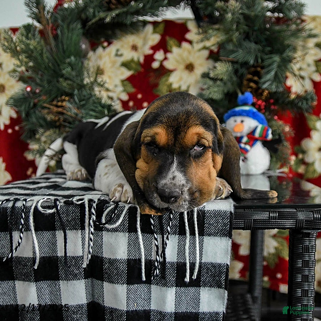 Basset Hound dogs for sale: Fido - Ad 3