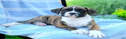 Boxer dogs for sale: Omar - Ad 3