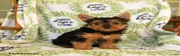 Yorkshire Terrier dogs for sale: Ribbon - Ad 4