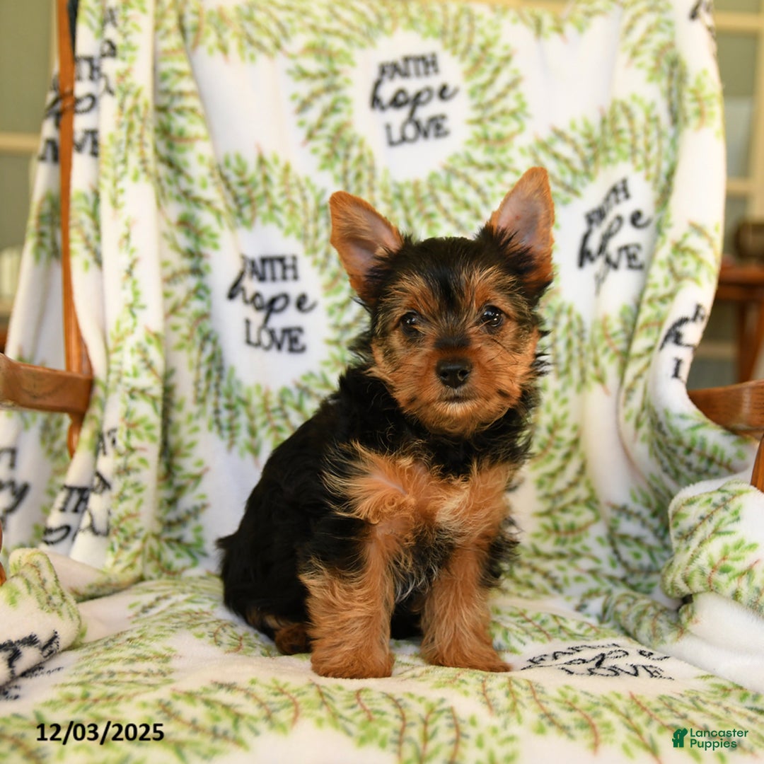 Yorkshire Terrier dogs for sale: Ribbon - Ad 4