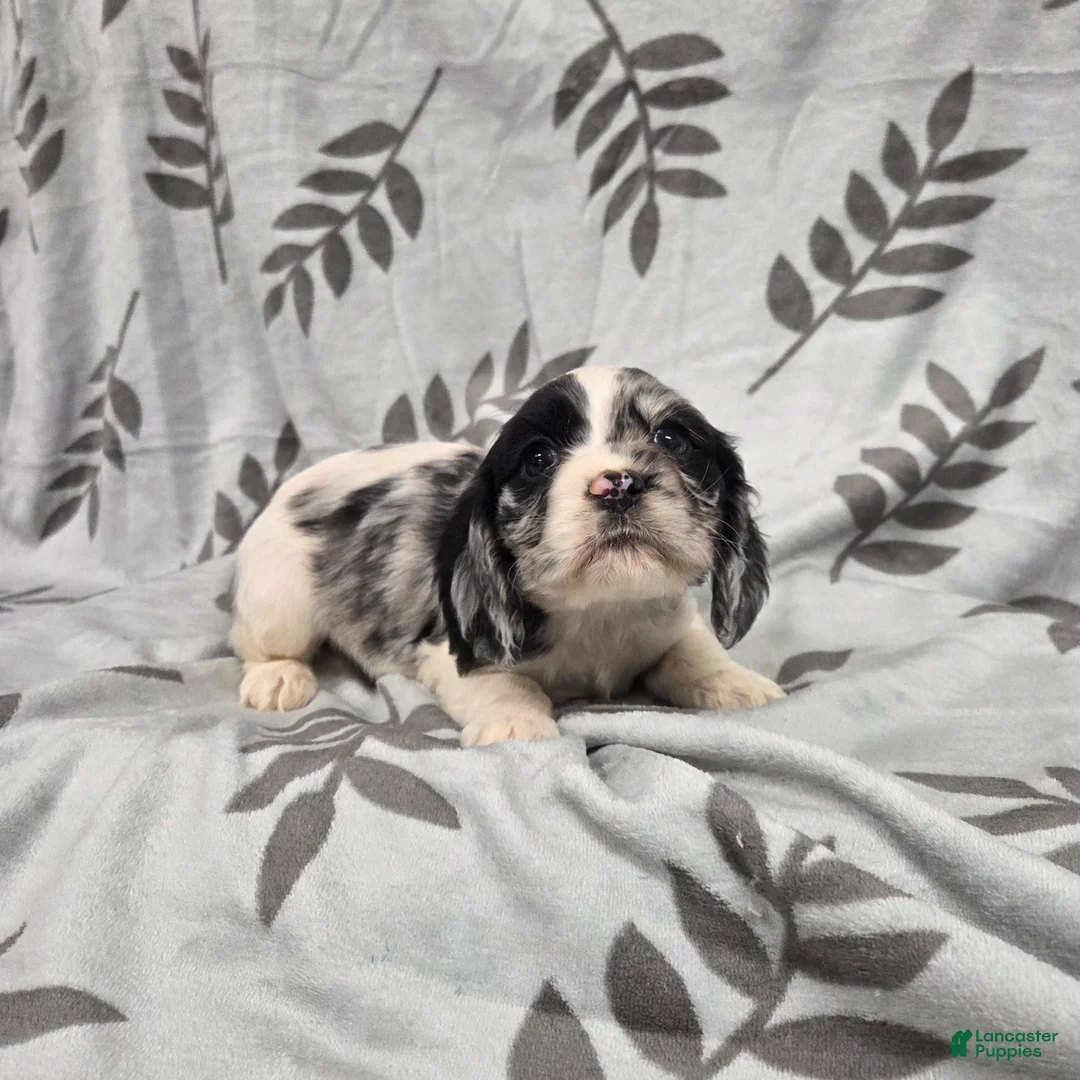 Cocker Spaniel dogs for sale: Queen of Hearts - Ad 2