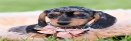 Miniature Dachshund dogs for sale: Daisy AKC - Ad 2