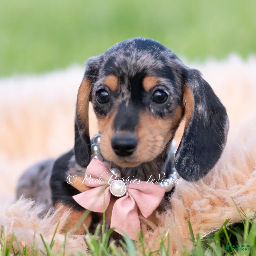 Miniature Dachshund dogs for sale: Daisy AKC - Ad 2