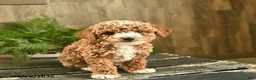 Miniature Poodle dogs for sale: Nugget  - Ad 3