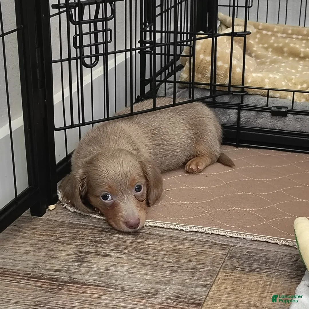 Dachshund dogs for sale: Dachshund Puppy 2 - Ad 2