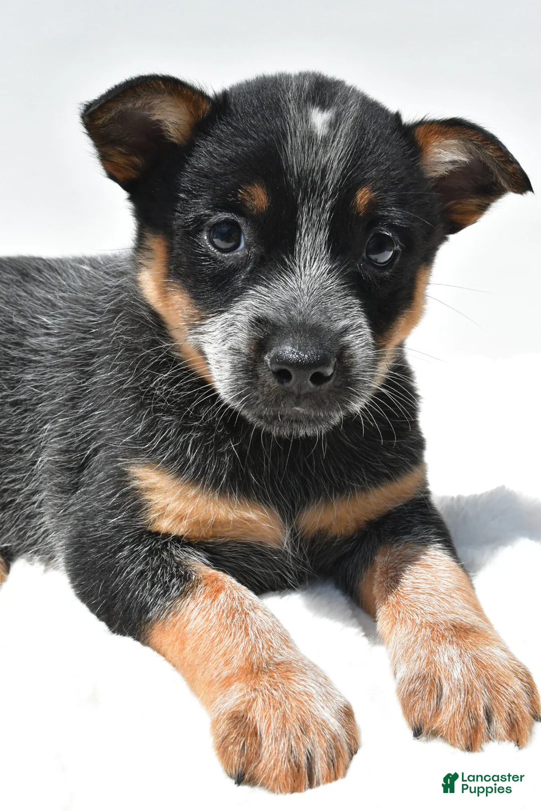 Australian Cattle Dog dogs for sale: Sky - Ad 2