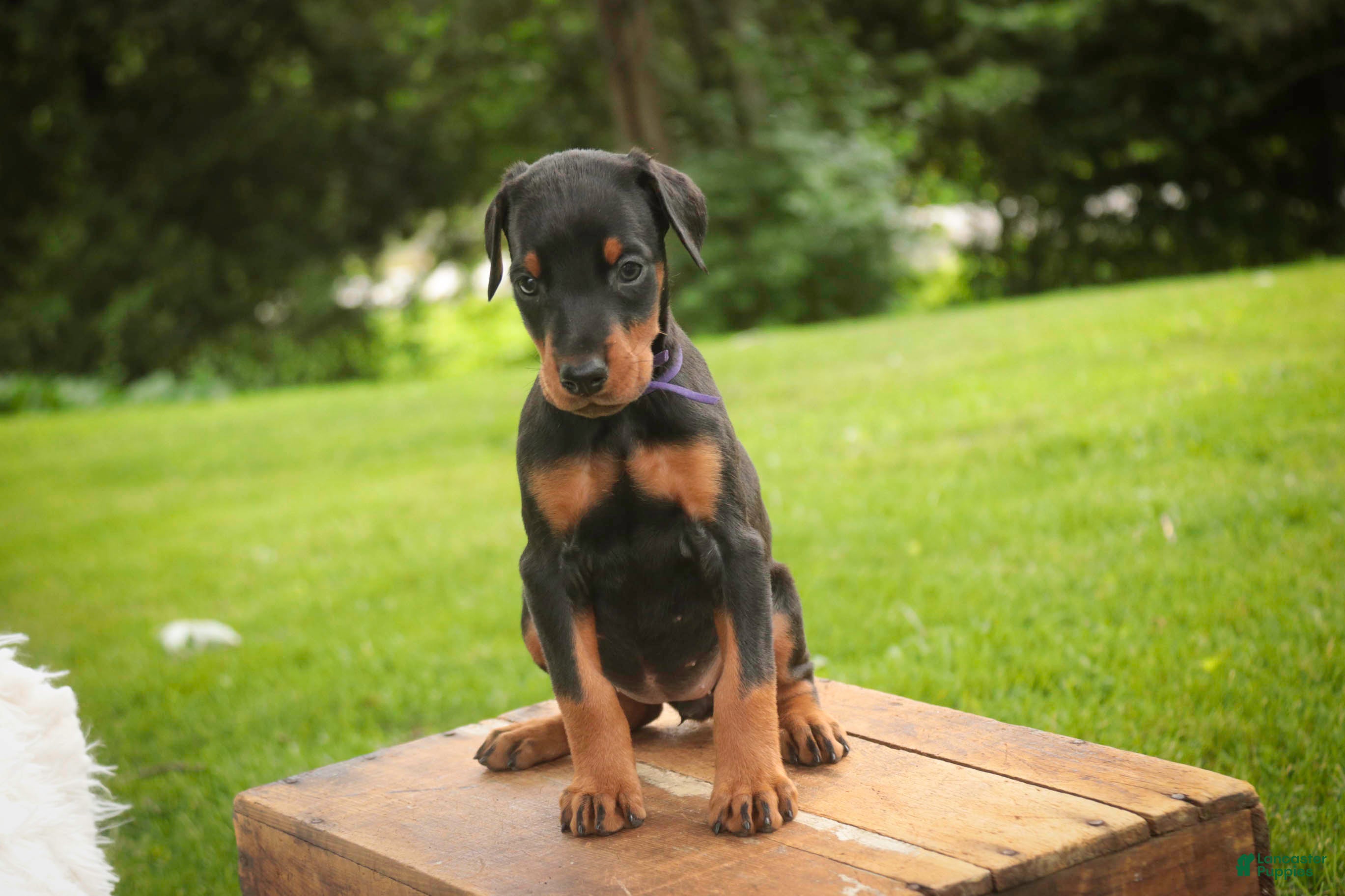 Doberman Pinscher dogs for sale: Elowen - Ad 6