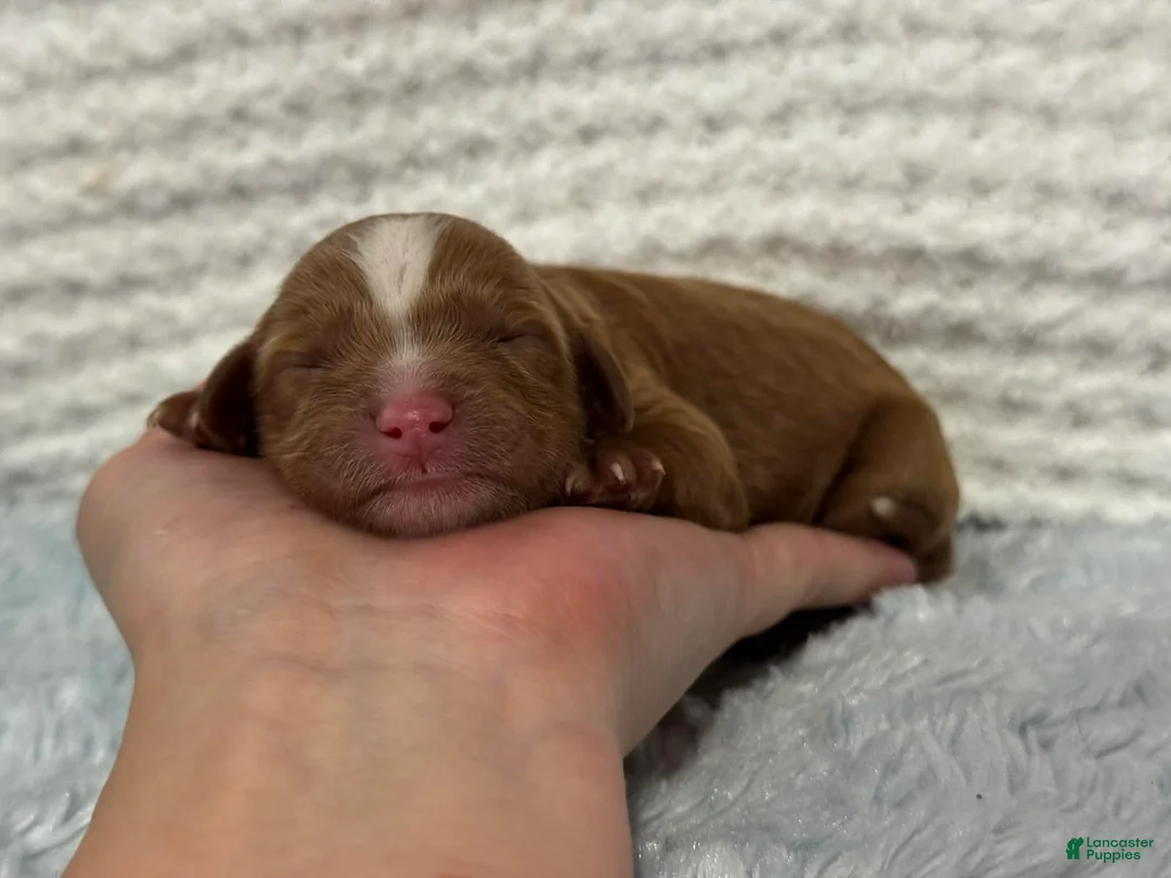 Cavapoo dogs for sale: Teddy - Ad 2