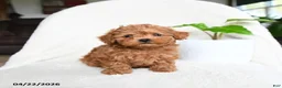 Toy Poodle dogs for sale: Button - Ad 5