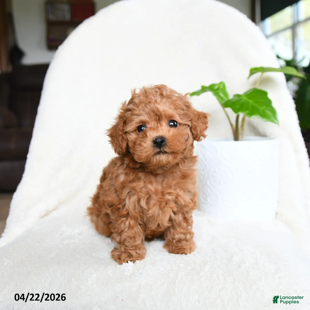 Toy Poodle dogs for sale: Button - Ad 5