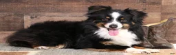 Toy Australian Shepherd dogs for sale: Layla blue eyed tiny blue merle f - Ad 4