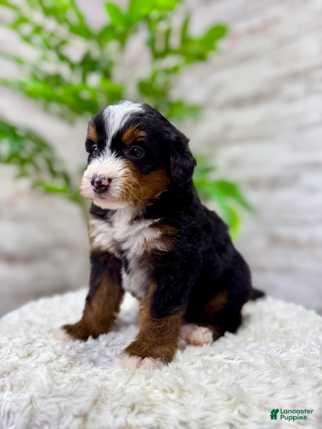 Mini Bernedoodle dogs for sale: 🙋‍♂️ Leo - Ad 6
