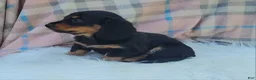 Miniature Dachshund dogs for sale: Vivian  - Ad 35