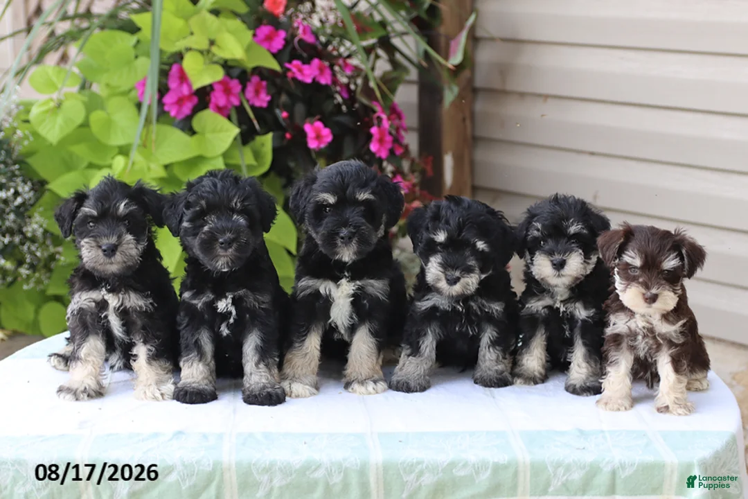 Miniature Schnauzer dogs for sale: Phoebe - Ad 2