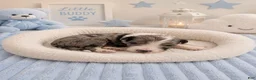 Sheepadoodle dogs for sale: Sheepadoodle 9 - Ad 2