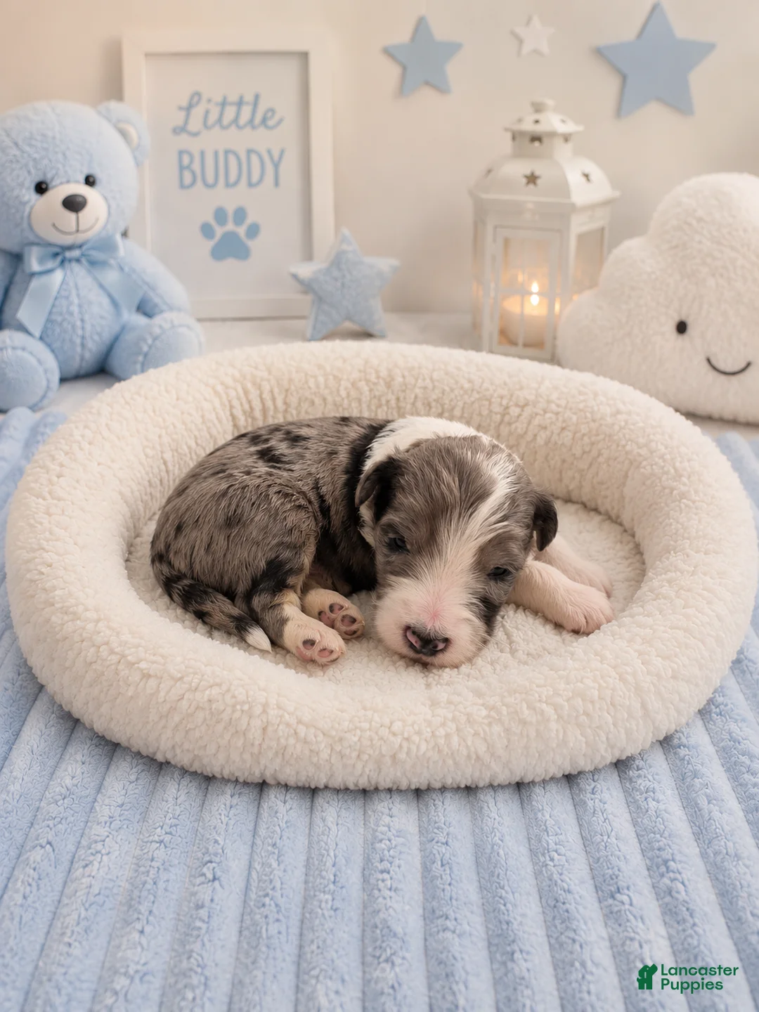 Sheepadoodle dogs for sale: Sheepadoodle 9 - Ad 2