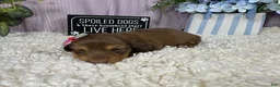 Miniature Dachshund dogs for sale: Miniature Dachshund 3 - Ad 3