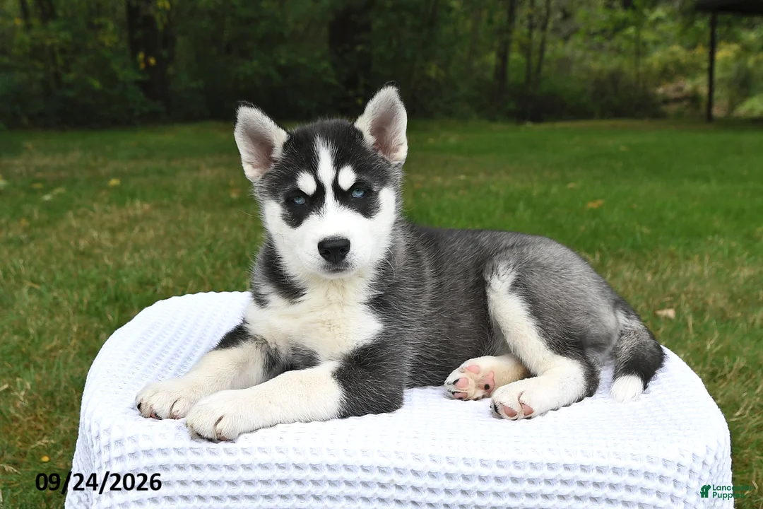 Siberian Husky dogs for sale: Abby - Ad 1