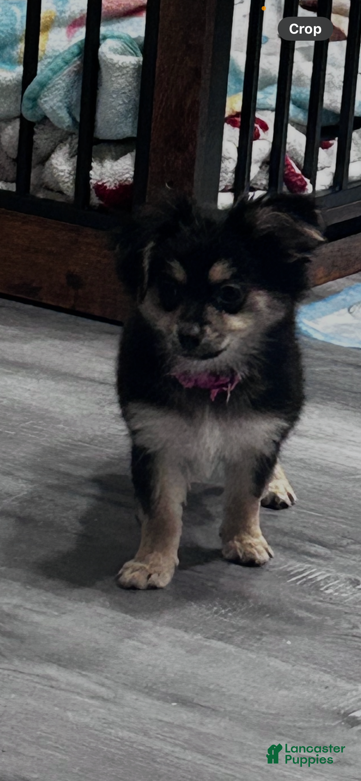 Mixed Breed dogs Mixed Breed Puppy 1 - Ad 11