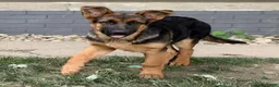 German Shepherd dogs for sale: Remi - Ad 4