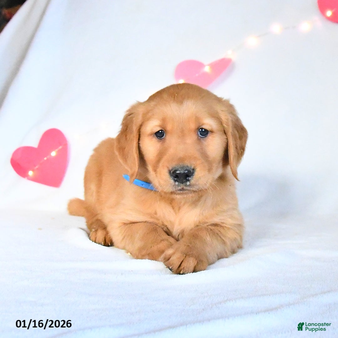 Golden Retriever dogs for sale: Miles - Ad 1