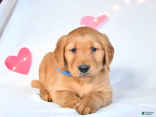 Golden Retriever dogs Miles - Ad 32