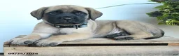 English Mastiff dogs for sale: Lukas - Ad 4
