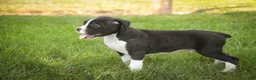 Boxer dogs for sale: Prince - Ad 3