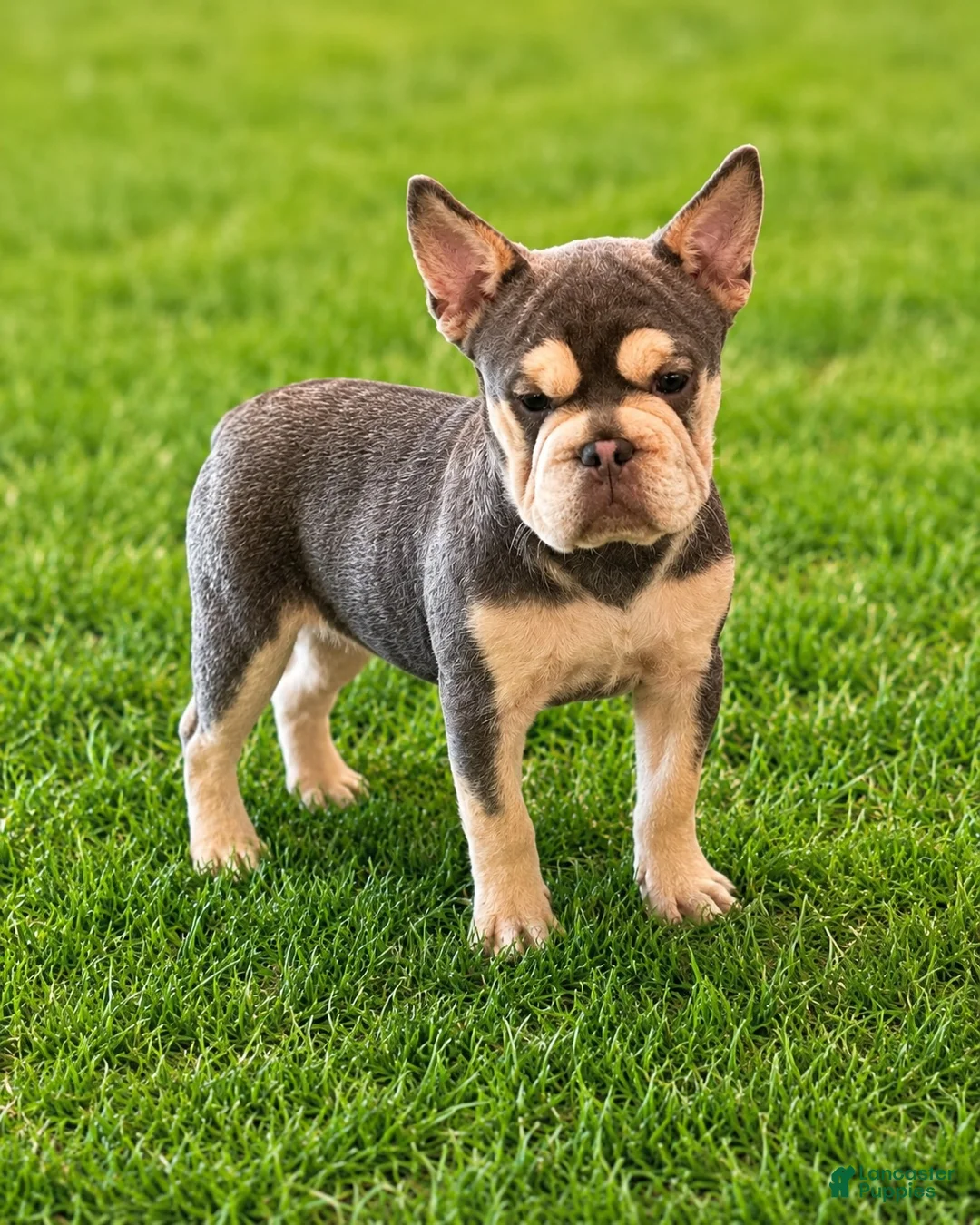 French Bulldog dogs for sale: French Bulldog 1 - Ad 3