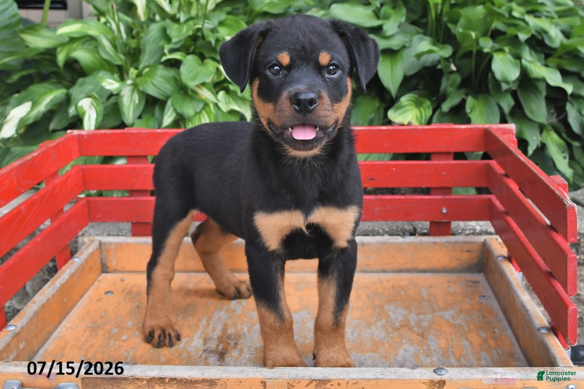 Rottweiler dogs Missy - Ad 1