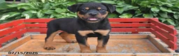 Rottweiler dogs for sale: Missy - Ad 1