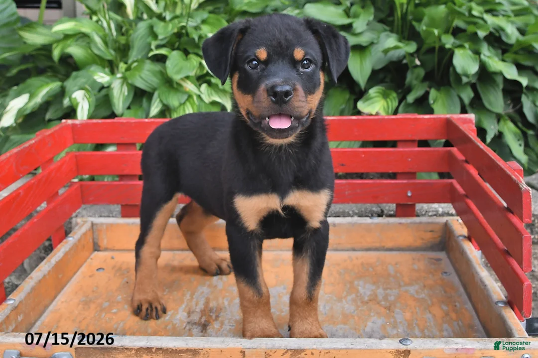 Rottweiler dogs for sale: Missy - Ad 1