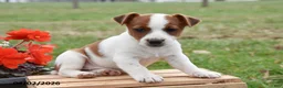 Jack Russell Terrier dogs for sale: DeAnna - Ad 1