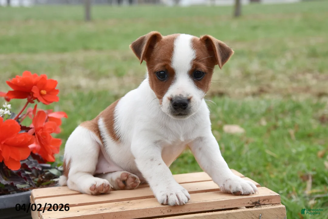 Jack Russell Terrier dogs for sale: DeAnna - Ad 1