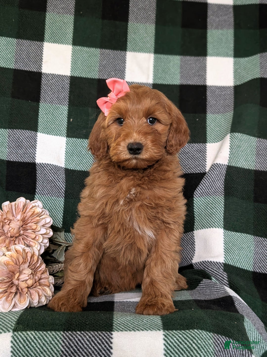 Mini Goldendoodle dogs for sale: Anabelle Hypoallergenic - Ad 3