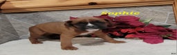 Boxer dogs for sale: Sophie - Ad 1