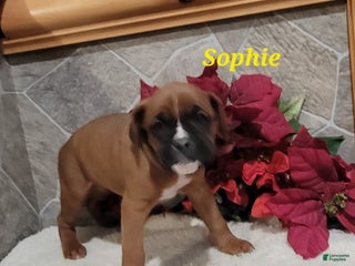 Boxer dogs Sophie - Ad 7