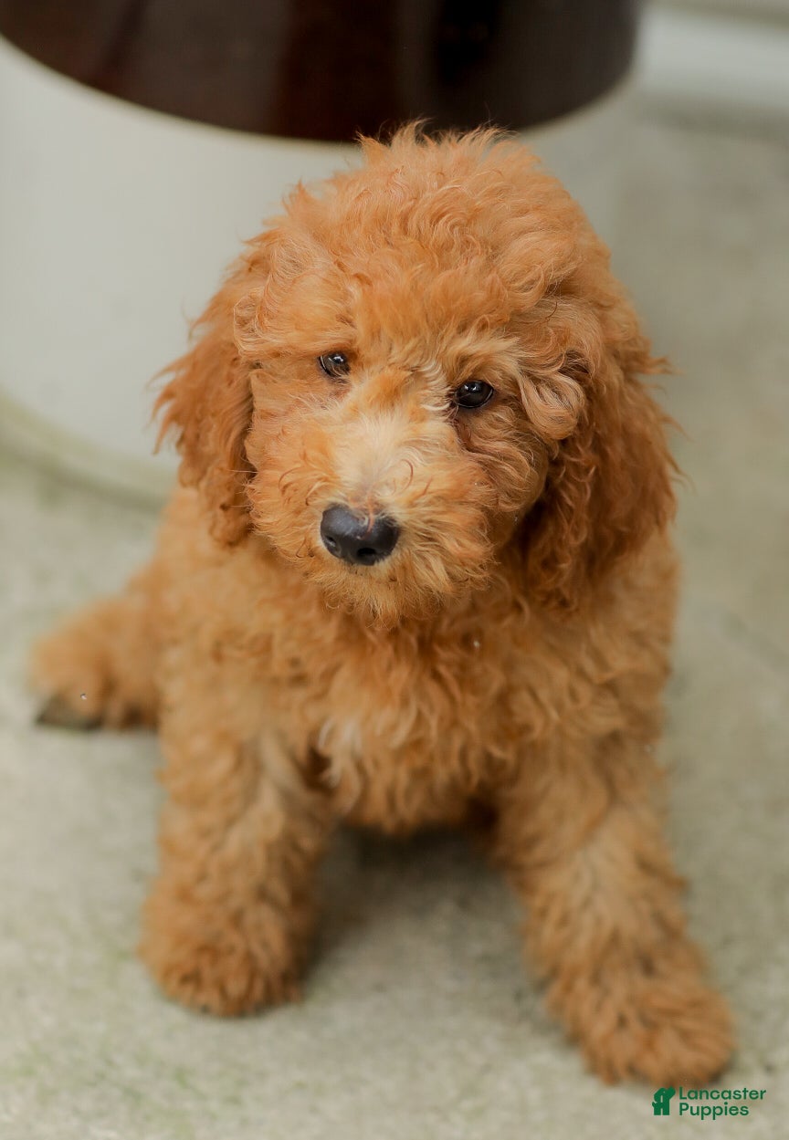 Mini Goldendoodle dogs Jordan - Ad 1