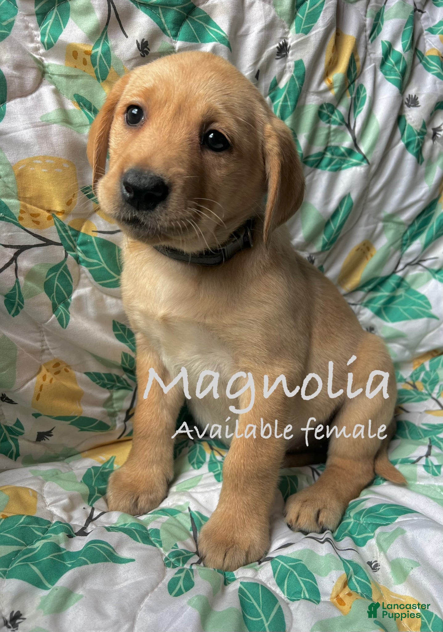 Labrador Retriever dogs Magnolia - Ad 35